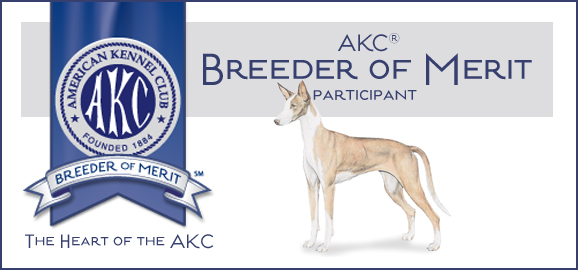 AKC Breeder of Merit logo with an Ibizan Hound